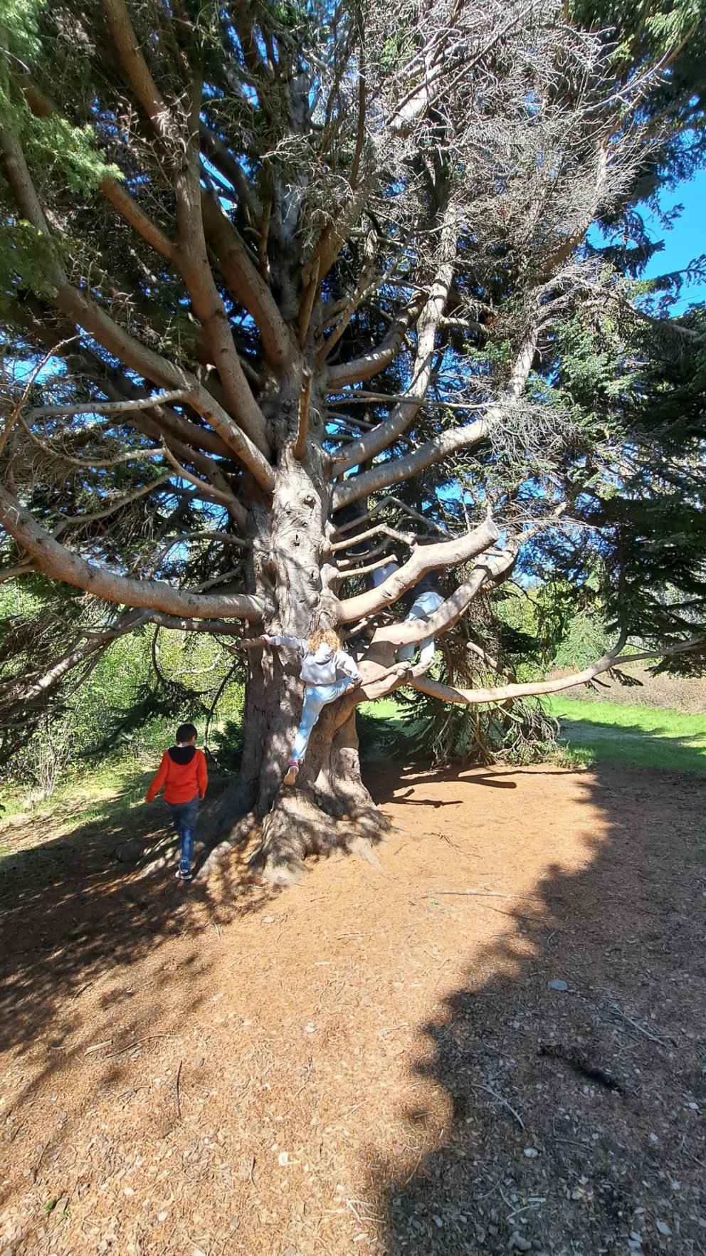 Að sjálfsögðu fannst eitt tré sem var gott til klifurs.