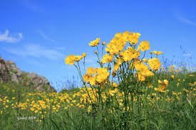 Sumarið er rétt handan við hornið.