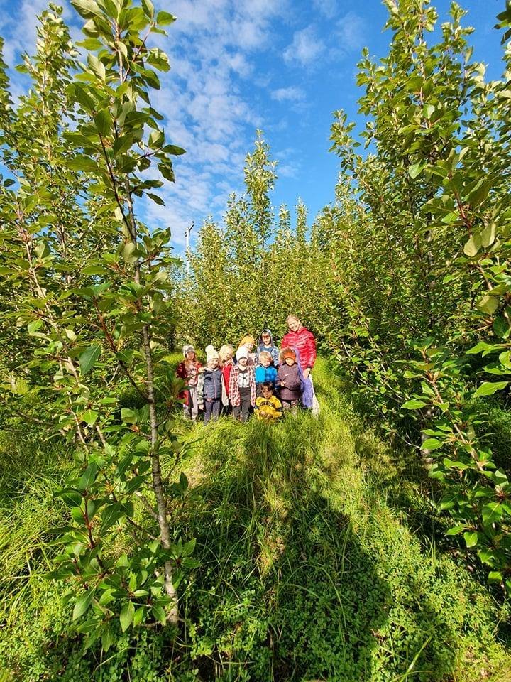 Hríslan og hópurinn.