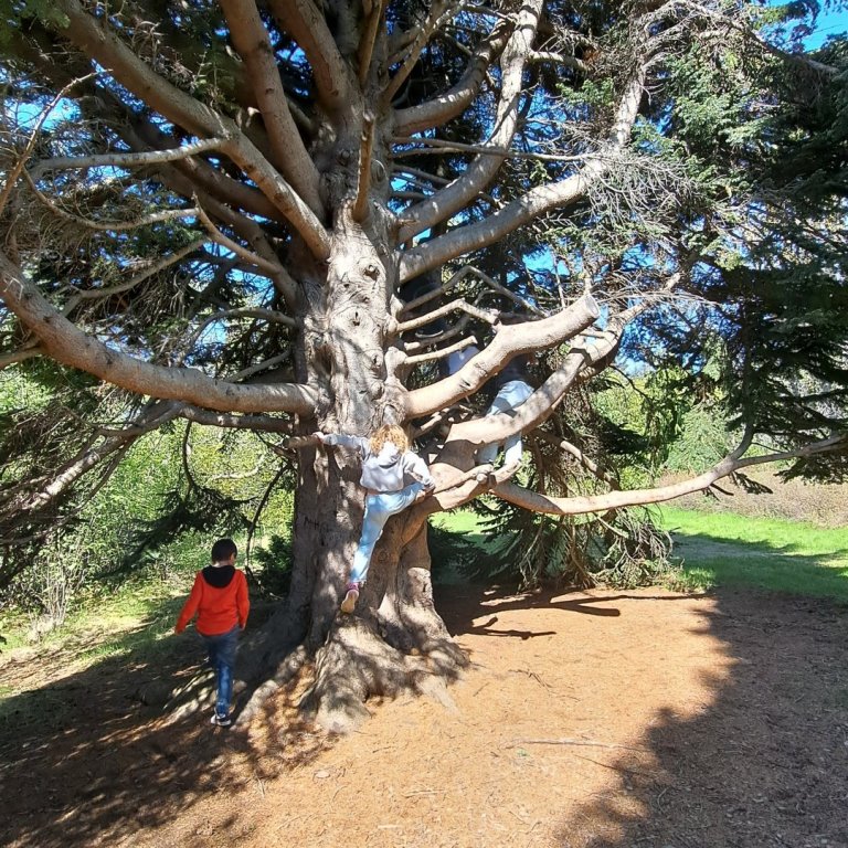 Að sjálfsögðu fannst eitt tré sem var gott til klifurs.